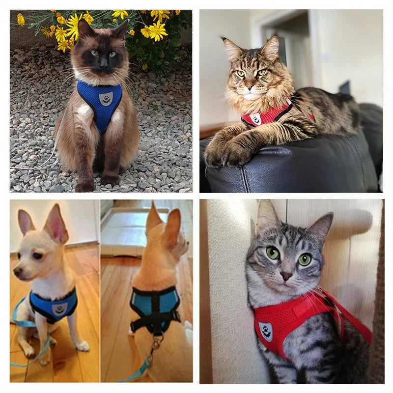Arnés Para Mascotas.