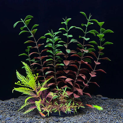Plantas Acuáticas Para Peceras.